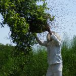 Как использовать пчелам щавелевую кислоту